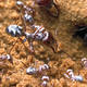 The Saharan silver ant. Image: Quentin Willot et al., 2016/PLOS One